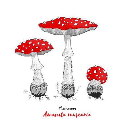 Vector illustration. Amanita mushroom. Poisonous toadstool fly agaric. Decoration for greeting cards, posters, prints for clothes, emblemsのイラスト素材