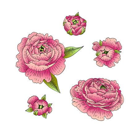 Vector set of ranunculus. Flowers isolated on white background.のイラスト素材