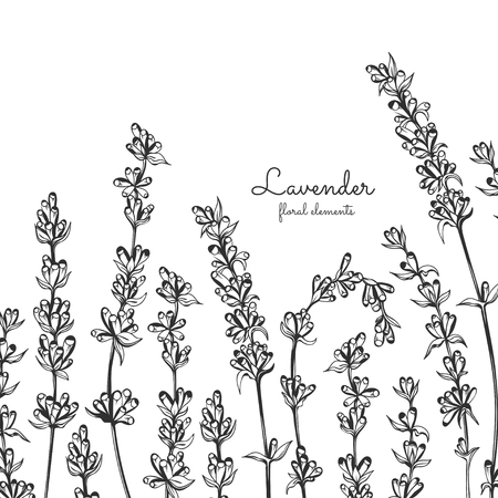 Vector lavender hand drawn illustration. Healing and cosmetics herb. Medical plant. Vector lavender for traditional medicine design, natural and organic products.のイラスト素材