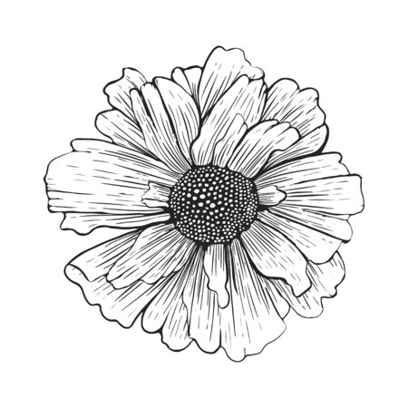 Hand drawn flower isolated on white background. Vector illustrationのイラスト素材