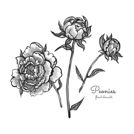 Detailed hand drawn flowers set - blooming peonies. Isolated on white background. Elegant vector flowers in vintage style.のイラスト素材