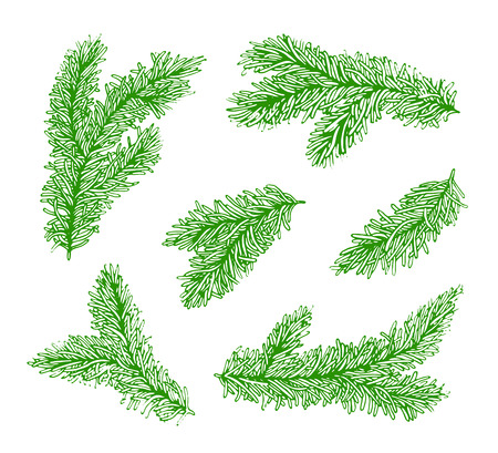 Collection green branches of a Christmas tree isolated on white background. Vector illustration.のイラスト素材