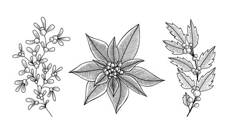 Christmas set wich mistletoe, holly berry, poinsettia. Illustration for greeting cards, invitations, and other projects.のイラスト素材