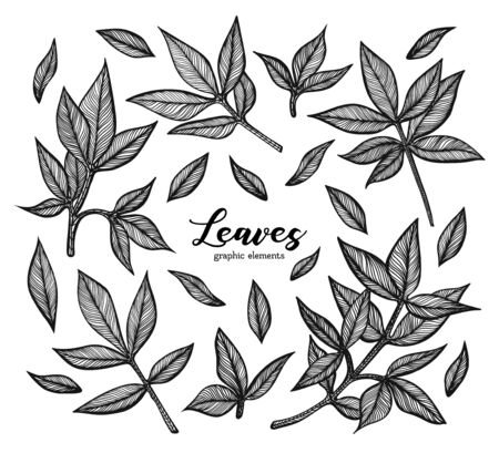 A set of graphic peony leaves. Detailed vector illustration of hand drawn leaf. Elements for the design of greeting cards, wedding invitations and other printed products.のイラスト素材