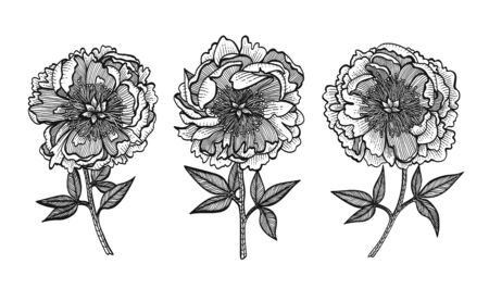 Hand-drawing peonies vector graphic flowers. Design elements for invitations, wedding greeting cards, wrapping paper, cosmetic or food products.のイラスト素材