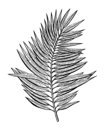 Engraved tropical illustrations with chamadoria. Hand drawn elements for wedding invitations, greeting cards, wrapping paper, cosmetics packaging, labels, tags, quotes, blogs, posters etcのイラスト素材