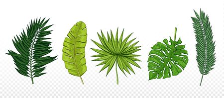 Green hand drawn set with tropical leaves chamaerops, banana palm, chamaedoria, monstera. Design elements for invitations, greeting cards, wrapping paper, cosmetics packaging, labels, flyer.のイラスト素材