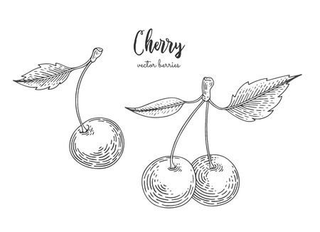 Hand drawn illustrations of cherries isolated on white background.のイラスト素材