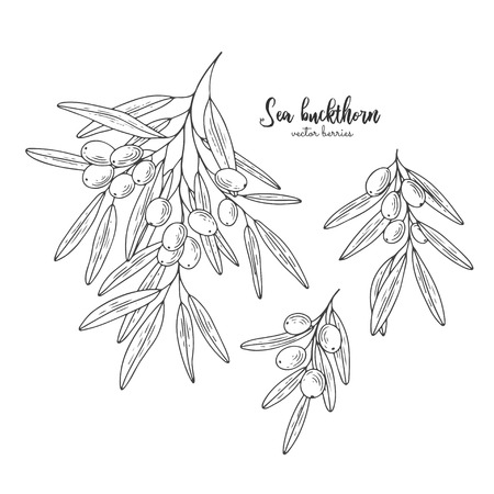 Sea buck thorn berries branch, isolated on white background. Organic essential oil engraved style sketch. Design for package of health and beauty natural products. Healthy food.のイラスト素材