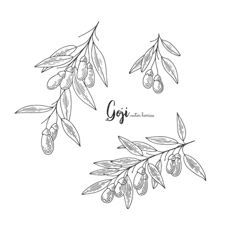 Goji berry vector drawing set. Isolated hand drawn illustration on white background.のイラスト素材