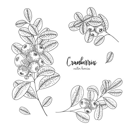 Hand drawn set with cranberries.のイラスト素材