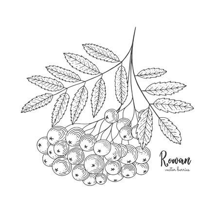 Ilustración de Hand drawn rowan bunch berries. Vintage botanical engraving illustration. Can be used for label, greeting cards, postcards, tag, flyer, packaging design cosmetics or eco product. - Imagen libre de derechos