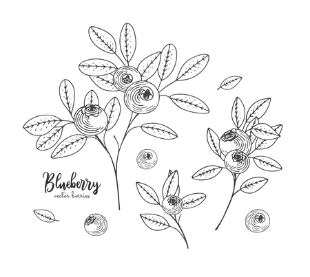 Hand drawn illustrations of blueberry isolated on white background.のイラスト素材