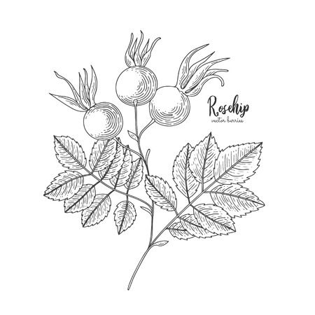 Berry engraving illustration with rosehip.のイラスト素材