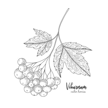 Viburnum hand drawn sketch.のイラスト素材