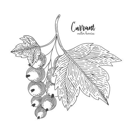 Hand drawn illustrations of currant isolated on white background.のイラスト素材