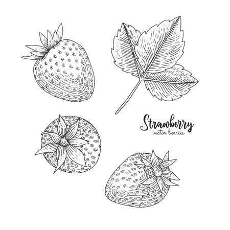 Hand drawn illustration of strawberry isolated on white background.のイラスト素材