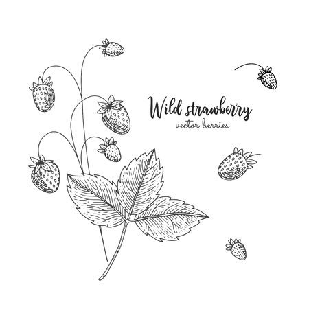 Hand drawn illustration of wild strawberry isolated on white background.のイラスト素材