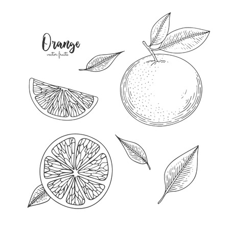 Illustration of orange in engraving style. Design for package of health and beauty natural products. Great for label, poster, packaging designのイラスト素材