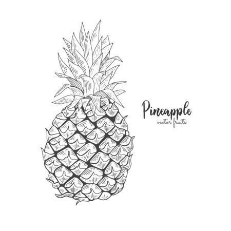 Vector line illustration in engraving style. Exotic tropical pineapple on white background. Detailed fruit drawing. Great for label, poster, print, packaging designのイラスト素材