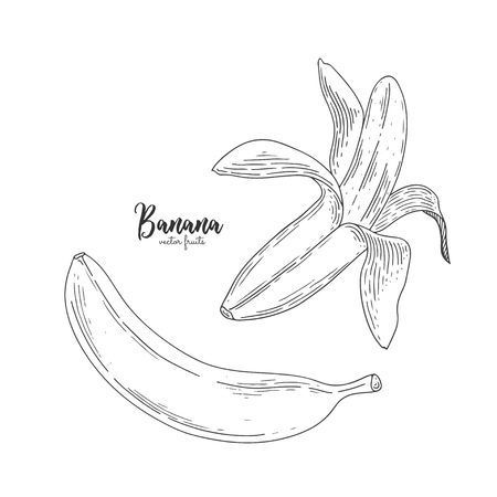 Drawing of isolated partially peeled banana on the white. Healthy food. Engraving sketch vintage style. Vector healthy food for menu, promotion, advertising, wrapping paper, labels, flyer.のイラスト素材