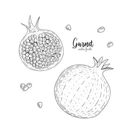 Hand drawn illustrations of garnet isolated on white background. Hand drawn elements for menu, promotion, advertising, greeting cards, wrapping paper, cosmetics packaging, labels, flyerのイラスト素材