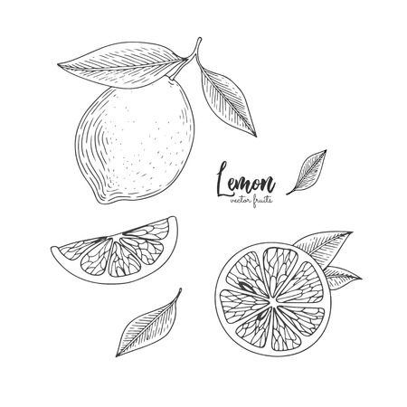 Fruit illustration with lemon in the style of engraving. Hand drawn elements for menu, greeting cards, wrapping paper, cosmetics packaging, labels, tags, posters etcのイラスト素材