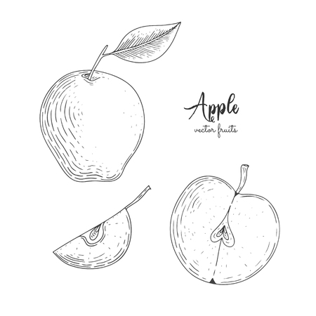 Hand drawn illustration of wild aplle isolated on white background. Fruit engraved style illustration. Detailed vegetarian food. Applicable for menu, flyer, label, poster, print, packagingのイラスト素材