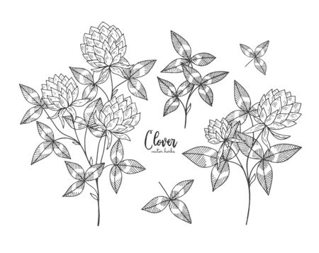 Vintage botanical engraving illustration of clover.のイラスト素材