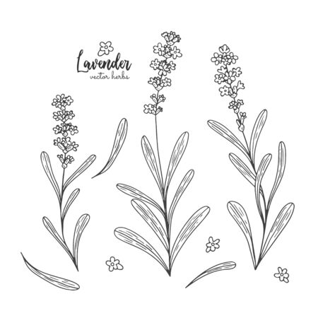 Vector lavender hand drawn illustrationのイラスト素材
