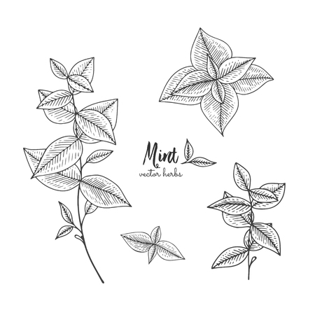 Mint vector drawing set. Herbal engraved style illustration.のイラスト素材