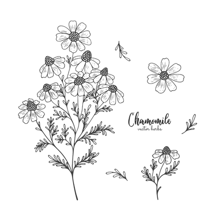 Chamomile wild field flower isolated on white background.のイラスト素材