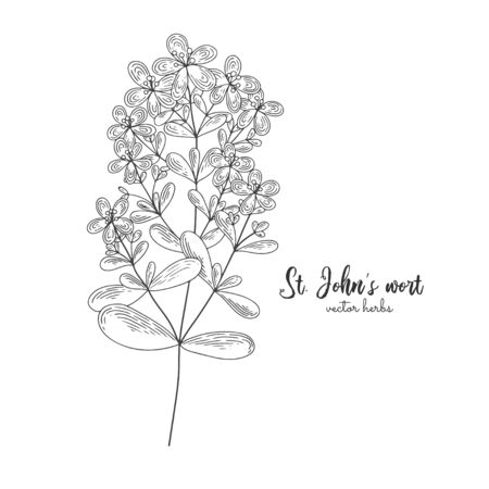 Vector St. John's wort hand drawn illustration in the style of engraving.のイラスト素材