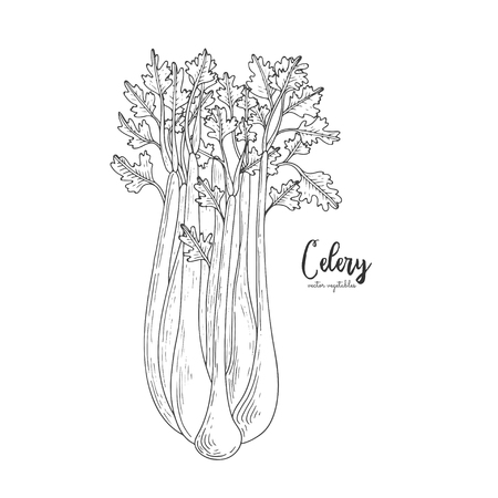 Celery hand drawn vector illustration. Isolated vegetable engraved style object. Detailed vegetarian food drawing. Farm market product. Great for menu, street festival, farmers market.のイラスト素材