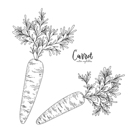 Vector carrot hand drawn illustration in the style of engraving. Detailed vegetarian food drawing. Farm market product. Engraving illustration for create the menu, recipes, decorating kitchen itemsのイラスト素材