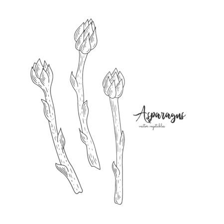 Vector asparagus hand drawn illustration in the style of engraving. Organic hand drawn elements. Farm market vegetables. Vegetarian food for design menu, recipes, decoration kitchen itemsのイラスト素材