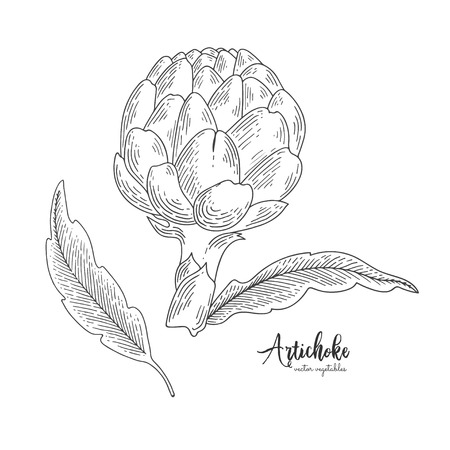 Isolated artichoke. Engraved art. Organic sketched vegetarian objects. Vegetarian food for design menu, recipes, decoration kitchen itemsのイラスト素材