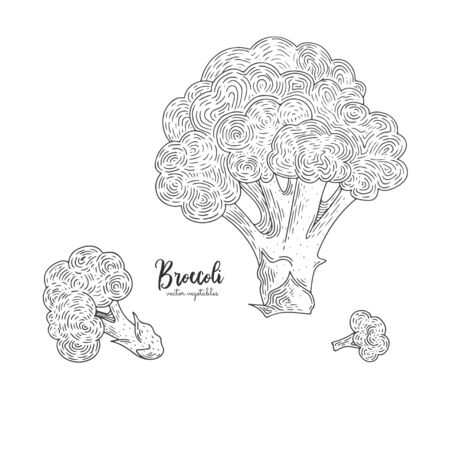 Natural food for farmers market. Vector broccoli hand drawn illustration. Contour outline style. Vegetarian food for design menu, recipes, decoration kitchen items.のイラスト素材