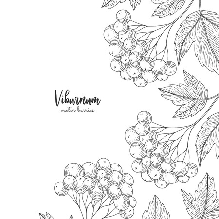 Hand drawn illustrations of viburnum isolated on white background. Detailed frame with viburnum. Engraving sketch vintage style. Applicable for menu, brochures, flyers.のイラスト素材