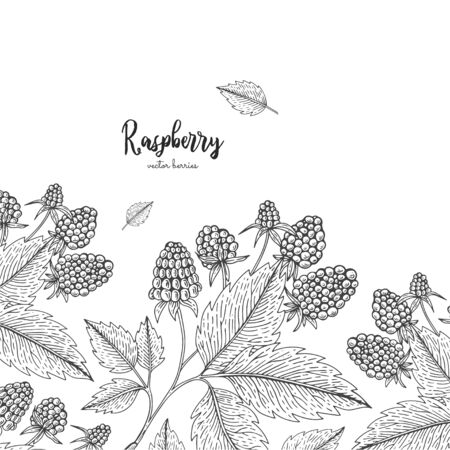 Hand drawn illustration of raspberry isolated on white background. Berries engraved style illustration. Detailed frame with berries. Applicable for menu, flyer, label, poster, print, packagingのイラスト素材