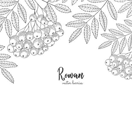 Hand drawn illustrations of rowan isolated on white background. Vintage botanical engraving frame with rowan.のイラスト素材