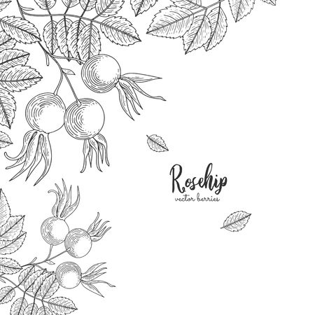 Detailed frame with rosehip. Isolated hand drawn illustration on white background.のイラスト素材