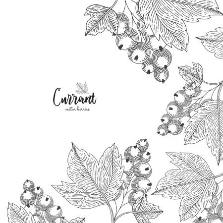 Hand drawn illustrations of currant isolated on white background. Detailed frame for label, greeting cards, postcards, tag, flyer, packaging design cosmetics or eco product.のイラスト素材