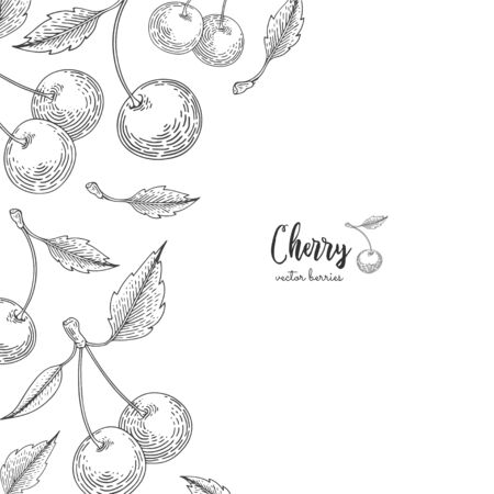 Hand drawn illustrations of cherries isolated on white background. Berries engraved style illustration. Detailed frame with cherry. Applicable for menu, flyer, label, poster, print, packagingのイラスト素材