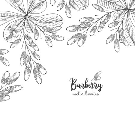 Hand drawn illustration of wild barberry isolated on white background. Berries engraved style illustration. Detailed frame with berries. Applicable for menu, flyer, label, poster, print, packaging.のイラスト素材