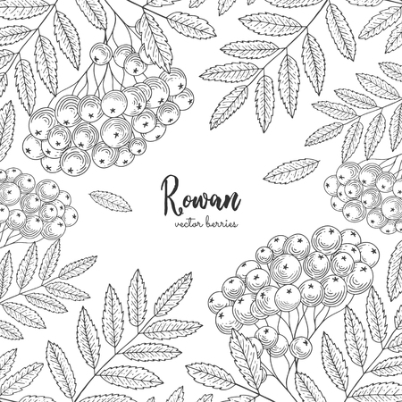 Hand drawn rowan bunch berries. Vintage botanical engraving illustration. Detailed frame for label, greeting cards, postcards, tag, flyer, packaging design cosmetics or eco product.のイラスト素材