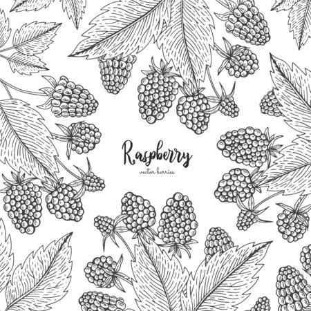 Hand drawn illustration of raspberry isolated on white background. Berries engraved style illustration. Detailed frame with berries. Applicable for menu, flyer, label, poster, print, packaging.のイラスト素材