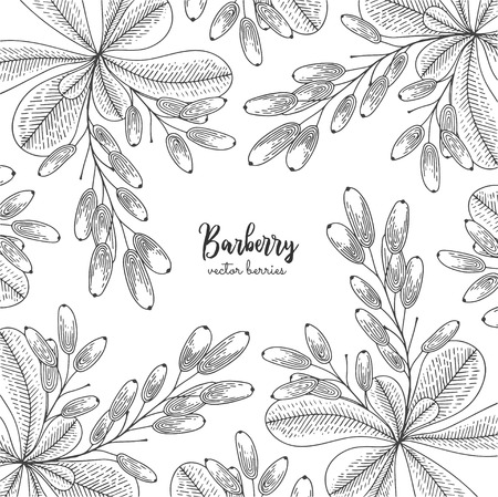 Berry engraving illustration with barberry. Detailed frame with barberries. Hand drawn elements for invitations, greeting cards, wrapping paper, cosmetics packaging, labels, tags, posters.のイラスト素材