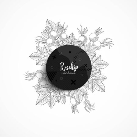 Vector round banner with rose hip. Modern banner with hand drawn berries. With place for text. Dog rose. Healthy food. Great design for natural and organic products, label, poster, packaging designのイラスト素材