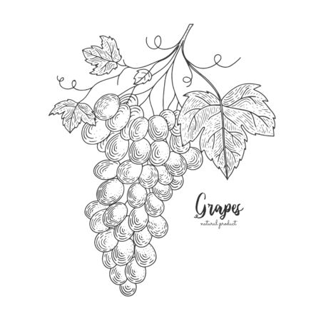 Hand drawn illustrations of grapes isolated on white background. Hand drawn elements for package design, menu, promotion, advertising, greeting cards, wrapping paper, cosmetics packaging.のイラスト素材